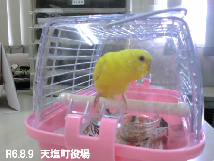 R6.8.9迷いインコ